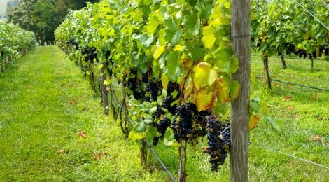 New Grape Grower Workshop to be Held November 13