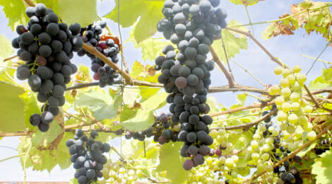 New and Advanced Grape Grower Workshop to be Held in March