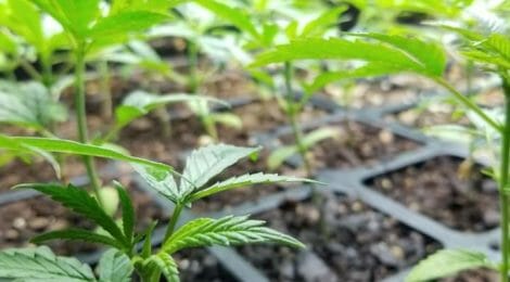 IALR to Host First Hemp Grower Expo in 2020