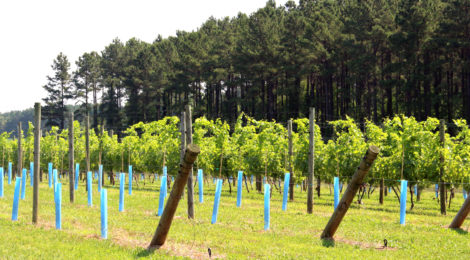 IALR Announces New Round of Vineyard Grant Funding, Accepting Applications