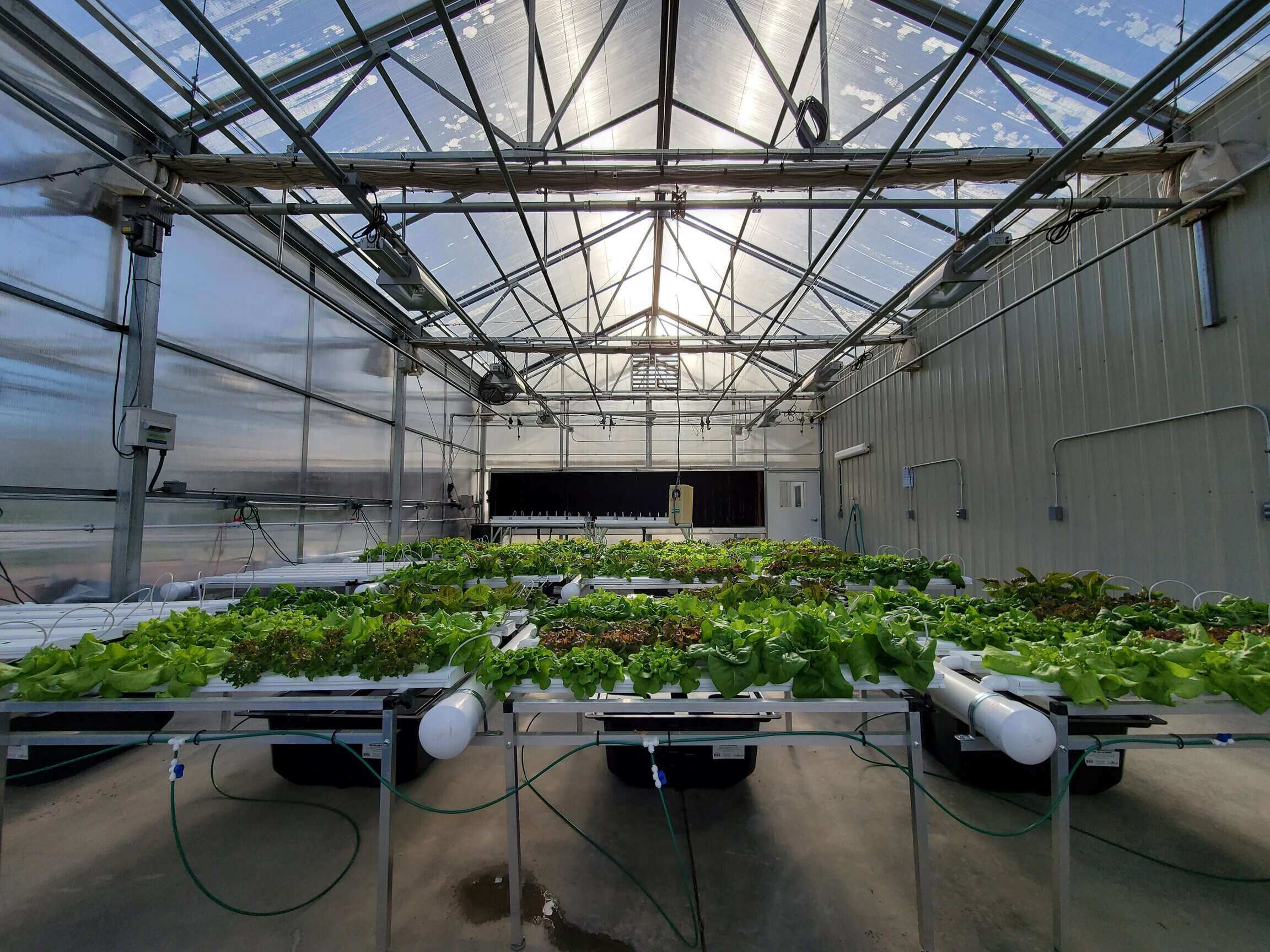 Tables of lettuce are in a greenhouse with a sunny, clear sky are seen through the roof. These plants are part of an endophyte research project. 