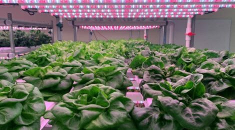 Controlled Environment Agriculture (CEA) Summit East 2023