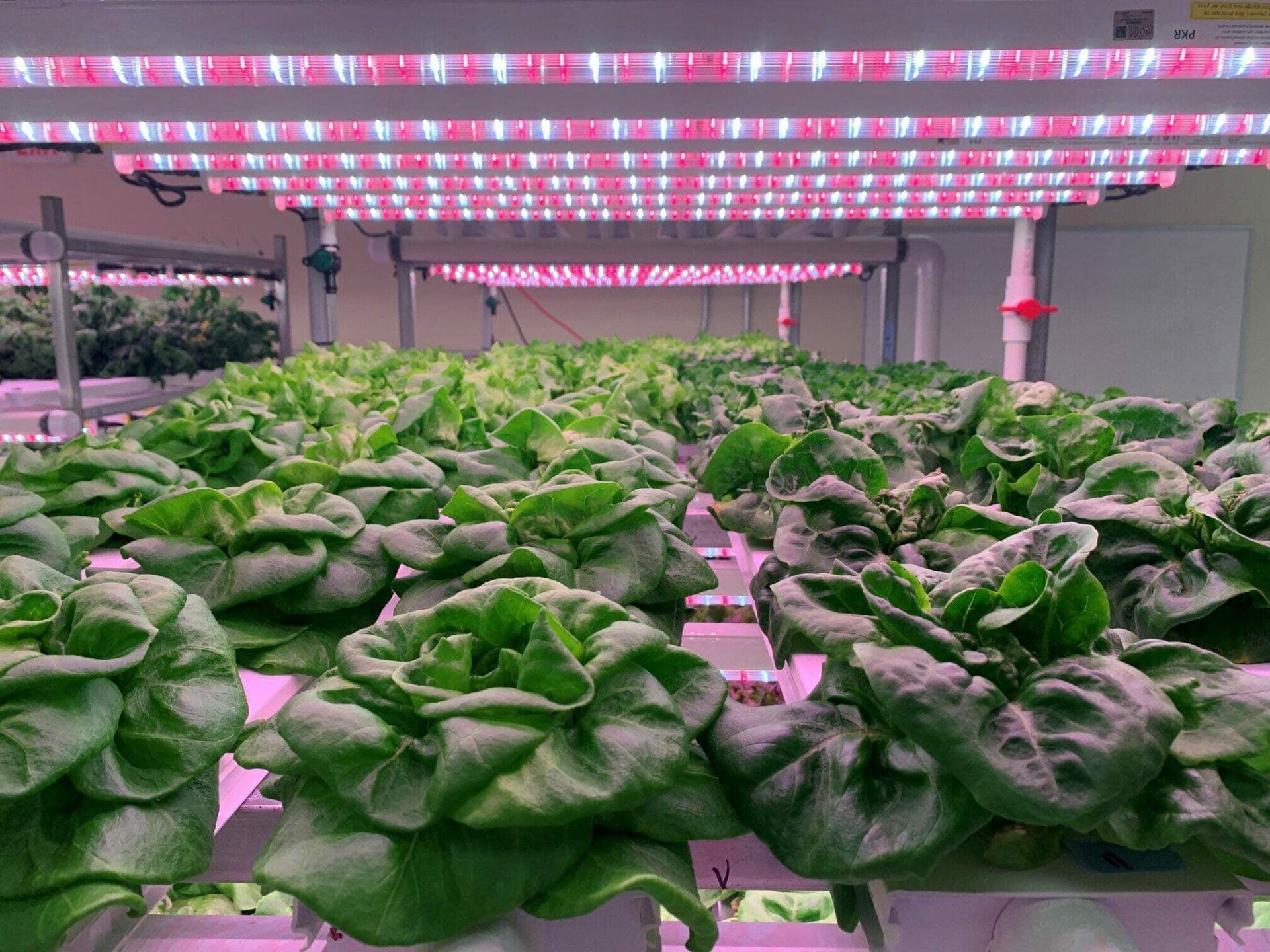 Lettuce inoculated with an endophyte grows under LED lights in the Virginia Tech-IALR Controlled Environment Agriculture Innovation Center