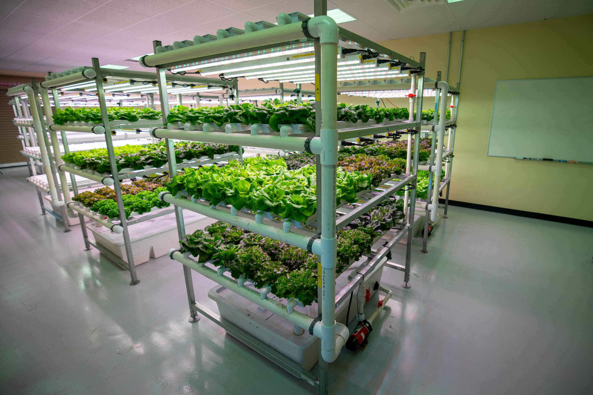 Several trays of lettuce are grown under LED lights in the Virginia Tech-IALR Controlled Environment Agriculture Innovation Center. 