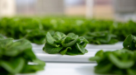 Virginia Explores Innovative Path to Economic Growth Through Co-location of Data Centers and Food Production Greenhouses