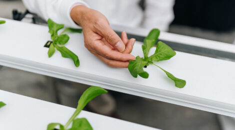 Beneficial Bacteria Boost Lettuce Growth Through Reshaping Root Microbiomes and Driving Transcriptomic Shifts in Hydroponic Systems